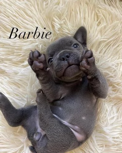 regalo bulldog francese whatsapp (+39 353 317 4023 ) | Foto 1