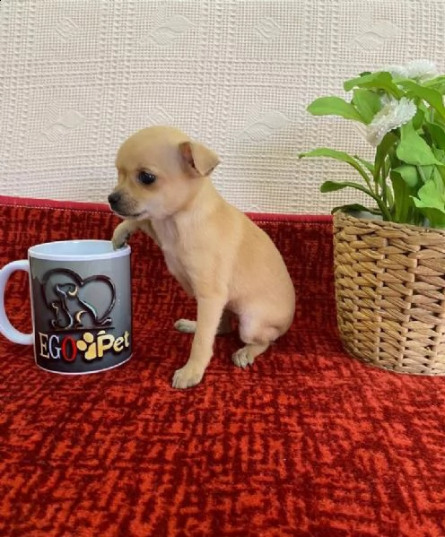 regala cuccioli di chihuahua whatsapp (+39 353 317 4023) | Foto 0