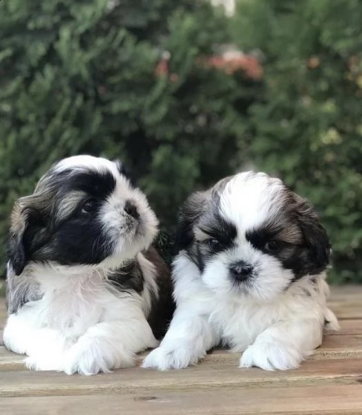 regalo cuccioli di shih tzu whatsapp (+39 353 317 4023) | Foto 0