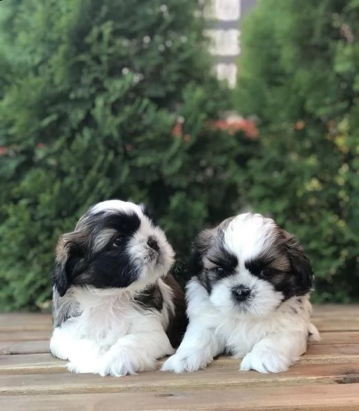 regalo cuccioli di shih tzu whatsapp (+39 353 317 4023)