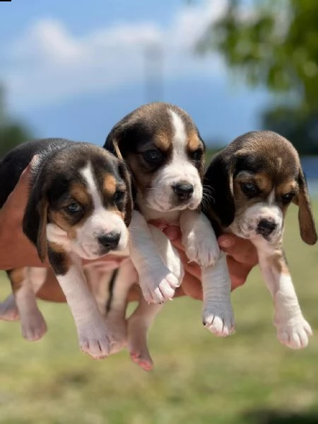beagle in adozione whatsapp (0039 353 317 4023 ) | Foto 1