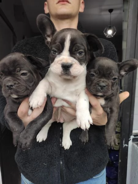 bulldog francese in adozione whatsapp (0039 353 317 4023 ) | Foto 1