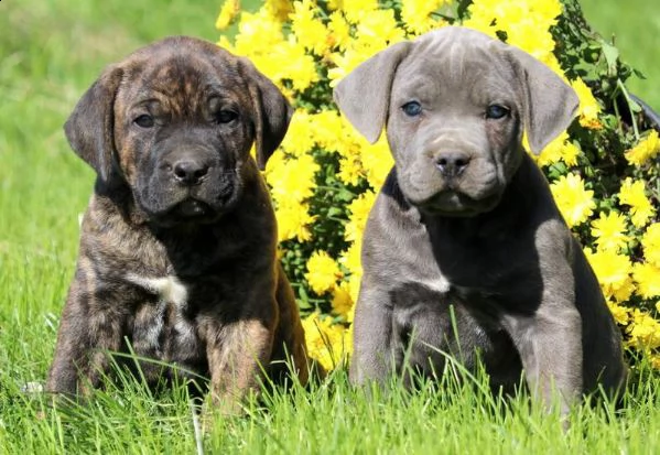 vendo cuccioli di cane corso.