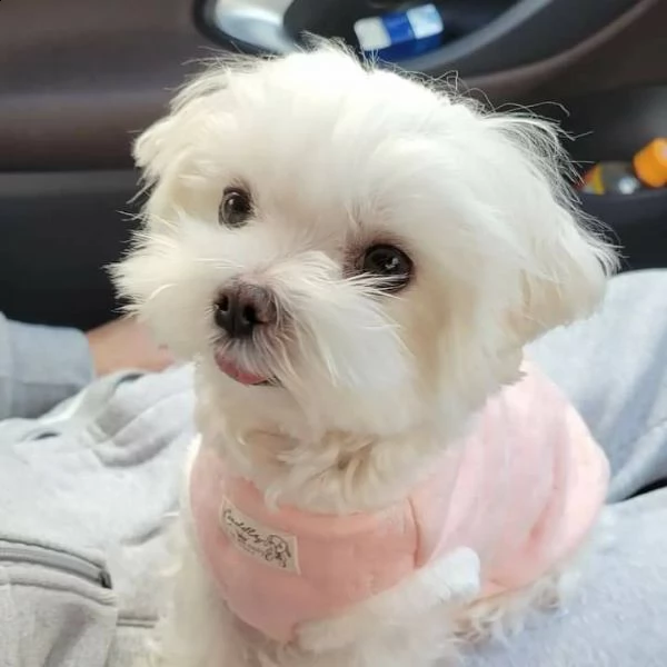  disponibili magnifici cuccioli di maltese maschi e femmine bellissimi cuccioli di maltese. cresciut