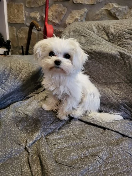 fantastico italiano maltese disponibile per l'adozione un maschio e una femmina ora abbiamo registra | Foto 0