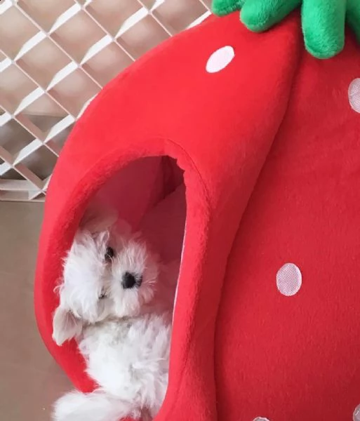 fantastici cuccioli di maltese bianco disponibili per la tua famiglia maschio e femmina | Foto 0