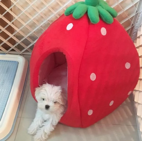 fantastici cuccioli di maltese bianco disponibili per la tua famiglia maschio e femmina