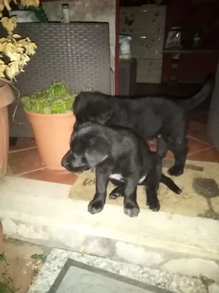 regalo cuccioli neri di simil labrador di 2 mesi...un maschio  e una femmina. 