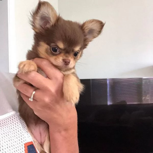 affascinante chihuahua maltese t-cup disponibile per qualsiasi nuova famiglia offro due cuccioli di  | Foto 1