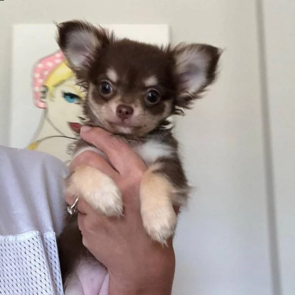 affascinante chihuahua maltese t-cup disponibile per qualsiasi nuova famiglia offro due cuccioli di  | Foto 0