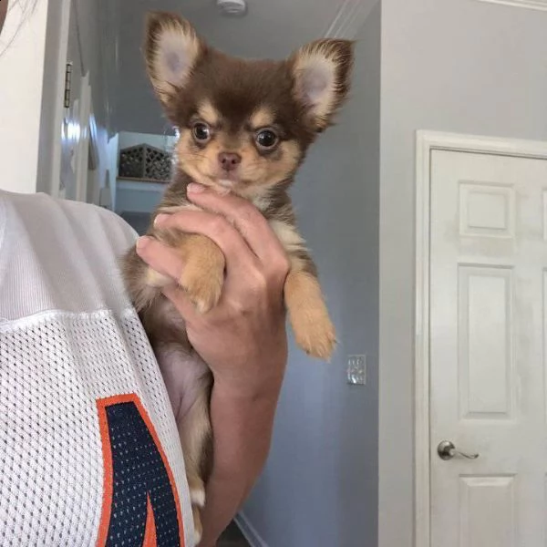affascinante chihuahua maltese t-cup disponibile per qualsiasi nuova famiglia offro due cuccioli di 