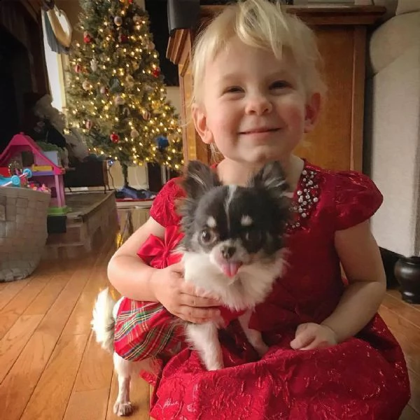 ottimi cuccioli di chihuahua regalo gratuito per la tua famiglia non siamo allevatori. siamo una fam | Foto 0