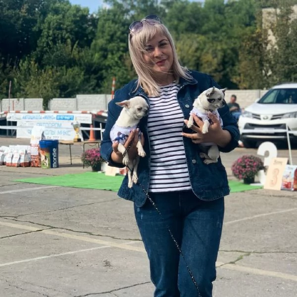 magnifici cuccioli di chihuahua per il reinserimento chihuahua inglese maschio e femmina extra affas | Foto 0