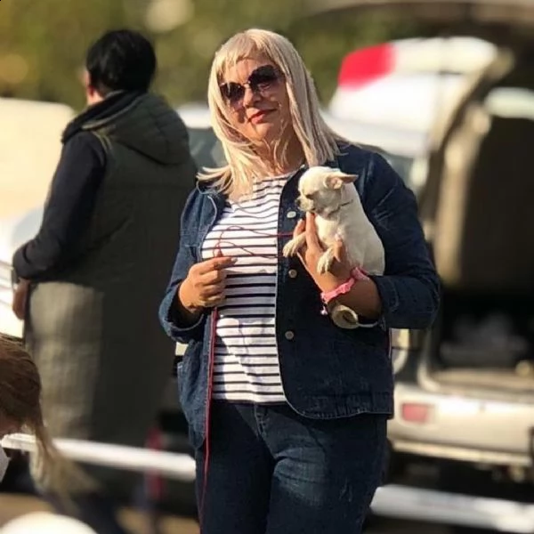 magnifici cuccioli di chihuahua per il reinserimento chihuahua inglese maschio e femmina extra affas