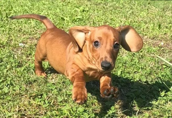 bassotto in adozione whatsapp ( 0039 353 317 4023 )