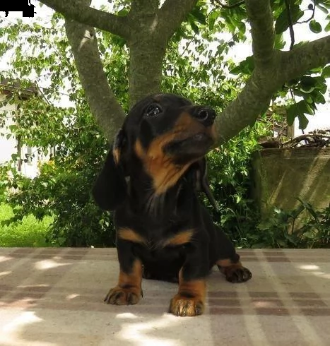 regalo bassotto whatsapp ( 0039 353 317 4023 ) | Foto 0