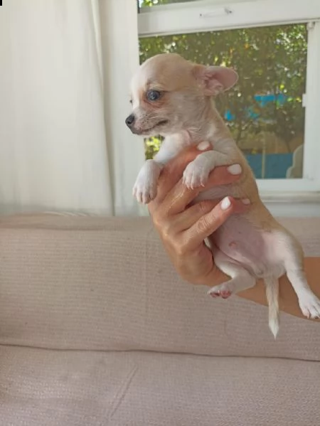 regala cuccioli di chihuahua whatsapp (+39 353 317 4023) | Foto 0