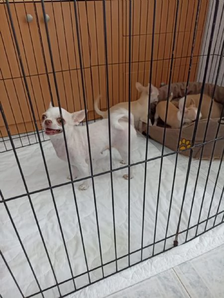 regala cuccioli di chihuahua whatsapp (+39 353 317 4023)