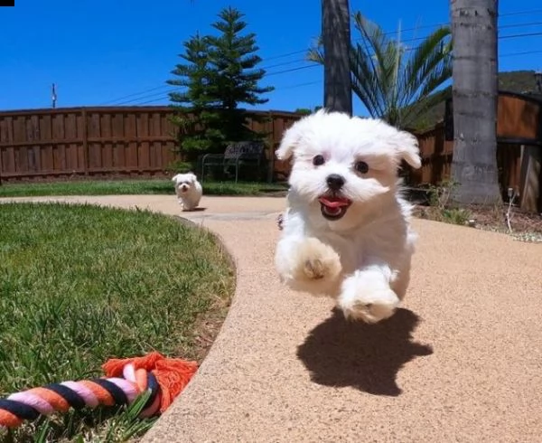 disponibili magnifici cuccioli di maltese maschi e femmine bellissimi cuccioli di maltese. cresciuto | Foto 0