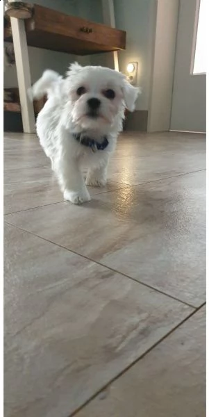 disponibili magnifici cuccioli di maltese maschi e femmine bellissimi cuccioli di maltese. cresciuto