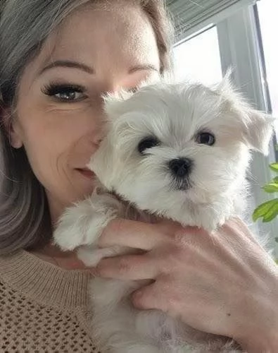 adorabili cuccioli maltesi femmina t-cup per l'adozione abbiamo cuccioli maltesi maschi e femmine t- | Foto 1