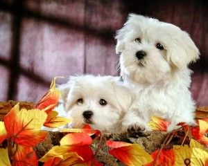 simpatici cuccioli di razza maltese ciao, siamo 5 cuccioli maltesi di razza pura, non abbiamo ancora | Foto 0