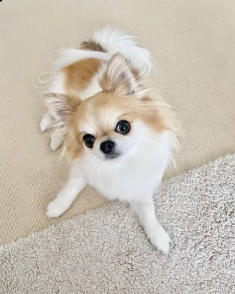 cuccioli di chihuahua 