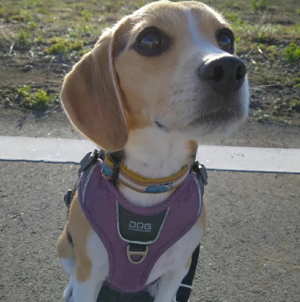 regalo cuccioli dolce e bella beagle