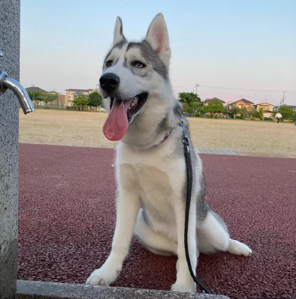 bellissimi cuccioli allevati siberiano husky, colore bianco e nero.