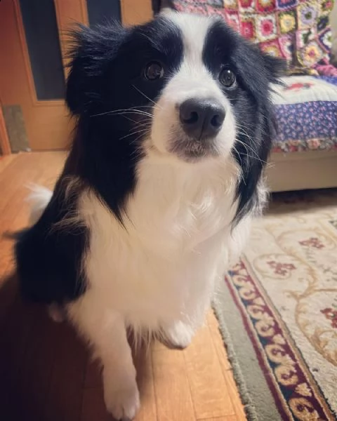 adorabili cuccioli di border collie in regalo