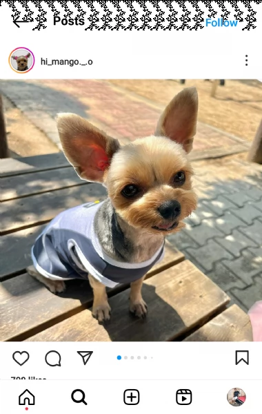 regalo cuccioli di razza yokshire  consegna con il libretto sanitario