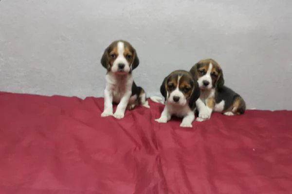 beagle in adozione whatsapp (0039 353 317 4023 ) | Foto 0