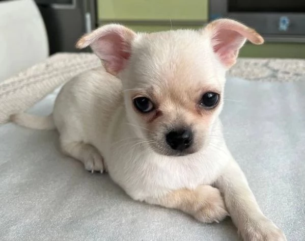 chihuahua in adozione whatsapp ( 0039 353 317 4023 ) | Foto 0