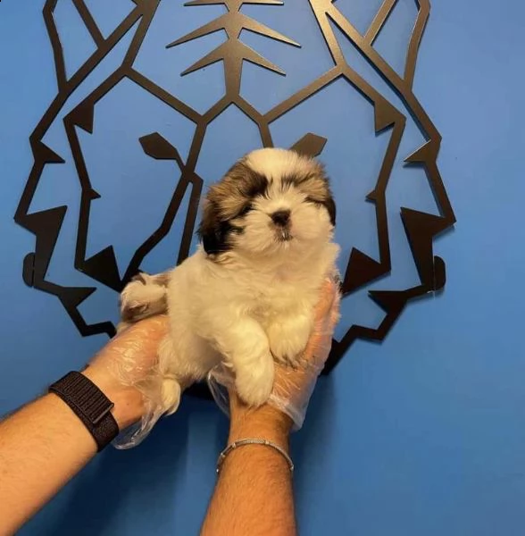shih tzu in adozione whatsapp ( 0039 353 317 4023 ) | Foto 0