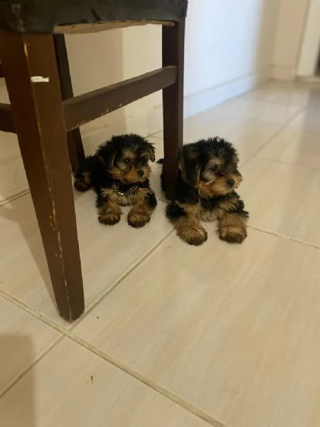 yorkie in adozione whatsapp ( 0039 353 317 4023 ) | Foto 0