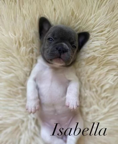 regalo bulldog francese whatsapp (+39 353 317 4023 )