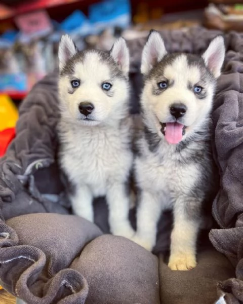 husky in adozione whatsapp ( 0039 353 317 4023 )