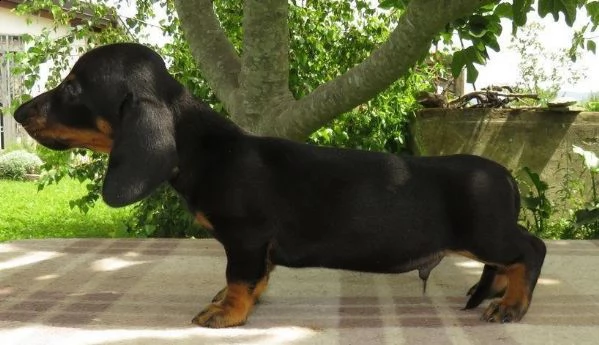 regalo dachshund whatsapp (0039 353 317 4023) | Foto 1