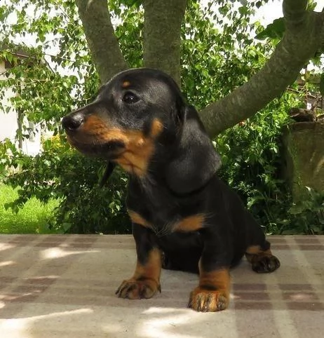 regalo dachshund whatsapp (0039 353 317 4023) | Foto 0