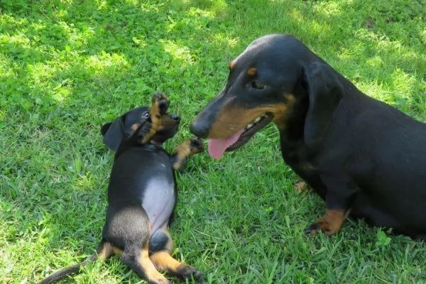 regalo dachshund whatsapp (0039 353 317 4023)