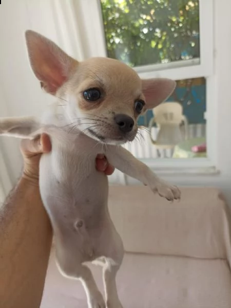 regala cuccioli di chihuahua whatsapp ( 0039 353 317 4023 ) | Foto 2