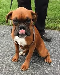 adorabili cuccioli di boxer da adottare, 