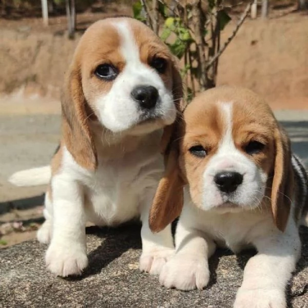 adorabile beagle in adozione, 
