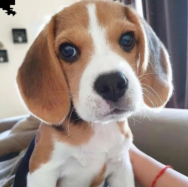 adorabile beagle in adozione,  | Foto 0