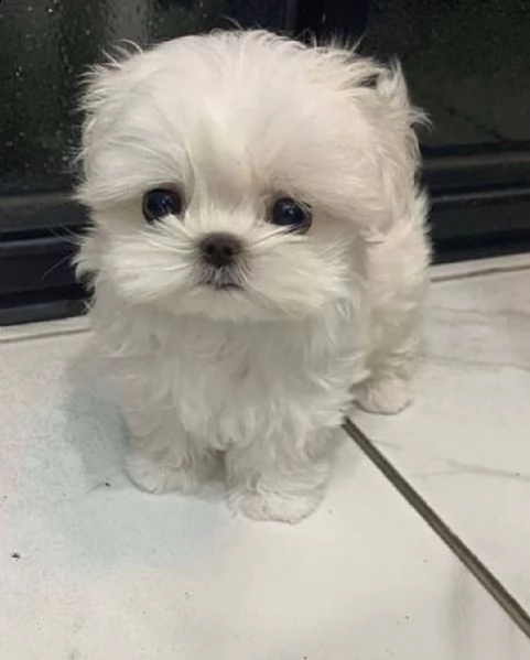 adorabile maltese in adozione,