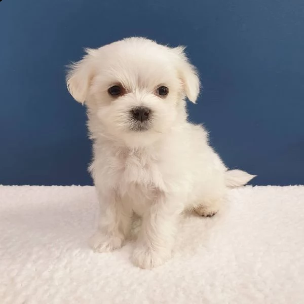 simpatico maltese da adottare