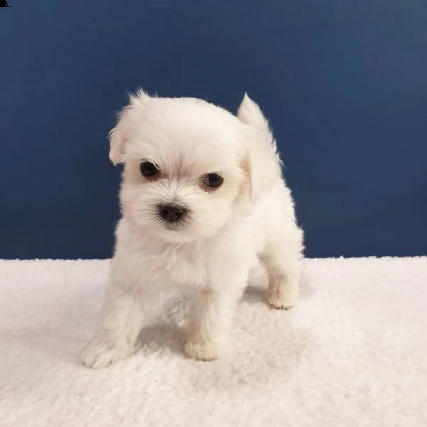 simpatico maltese da adottare | Foto 0