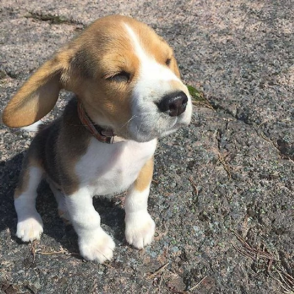 adorabile pitbull in adozione | Foto 1