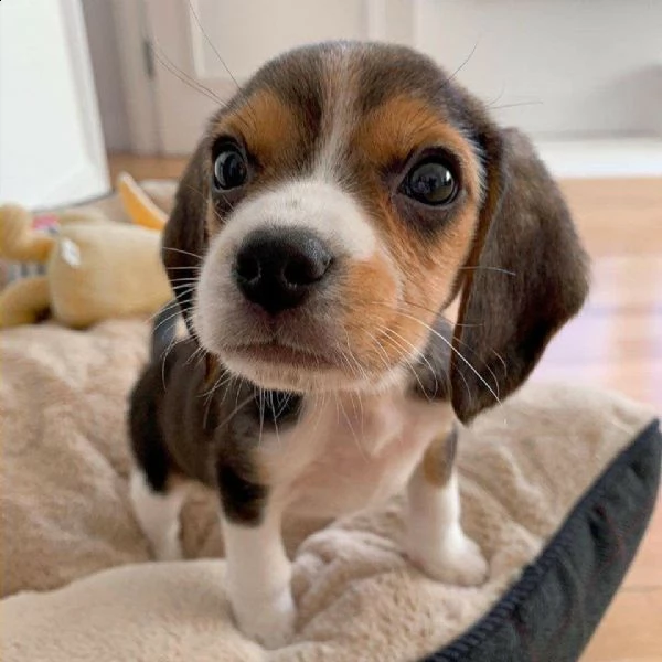 adorabile pitbull in adozione | Foto 0