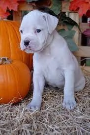 adorabile boxer in adozione | Foto 0